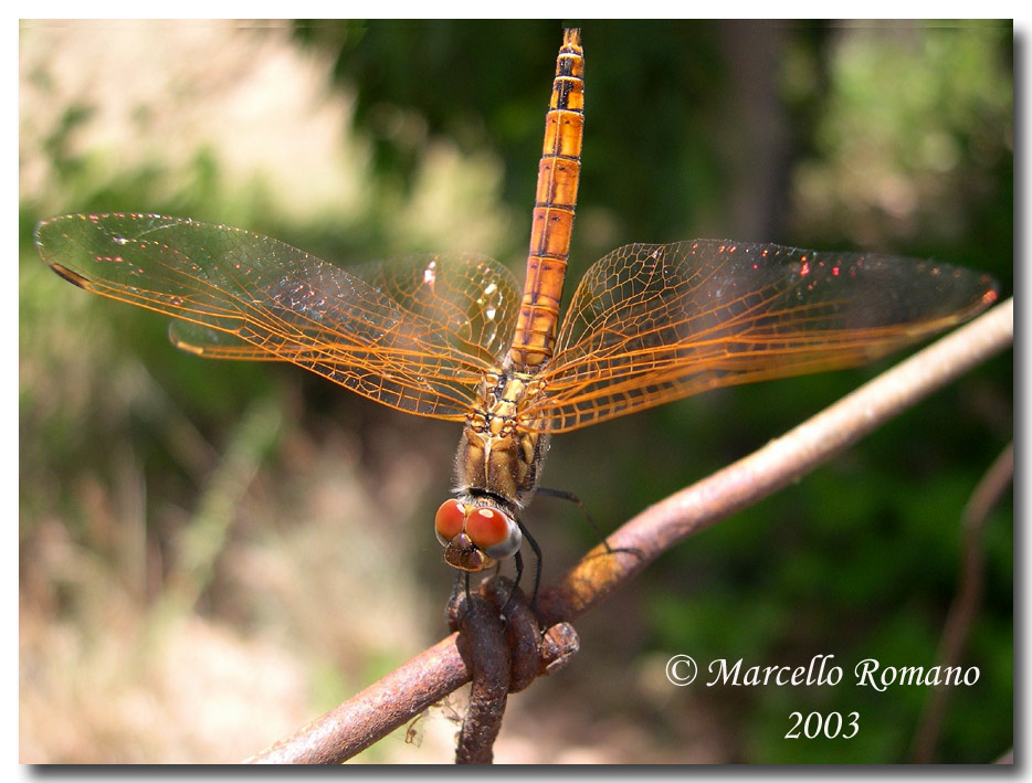 Una Trithemis annulata dalla Sardegna